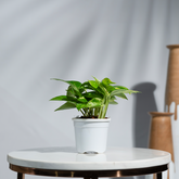 Money Plant Green